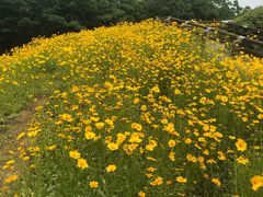 -羊山湖公园