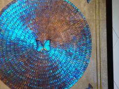 -上海昆虫博物馆