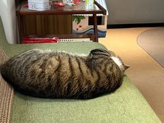 -御宝贝·A梦猫科宠物医院(国际猫友好医院)