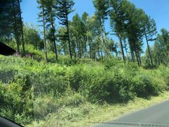 -塞罕坝国家级自然保护区