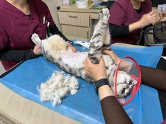 -美联众合动物医院·24h转诊中心