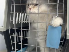 -瑞派康怡24h宠物医院·犬猫医疗中心·微创绝育(瑞景分院)