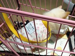 -逗柴咖啡屋·狗咖猫咖宠物桌游