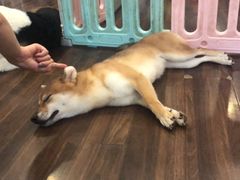 -柯斗斗主题餐厅·狗咖·围炉煮茶·茶饮(国瑞升平里店)