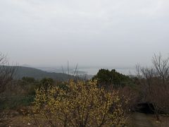 -香雪海