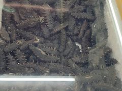-大连熟食品交易中心