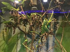 -上海大自然野生昆虫馆(东方明珠·爬宠昆虫探索中心)