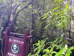 -云南屏边大围山国家公园