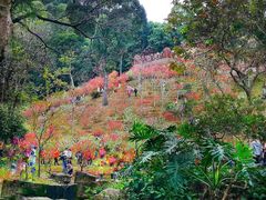 -广州市白云山风景名胜区