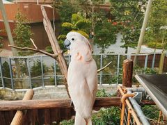 -新加坡飞禽公园