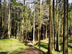 -武陵山森林公园