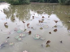 -大湾区中央湿地公园