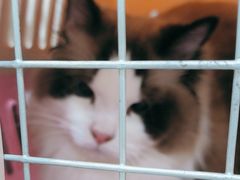 -安安宠医宠物医院·异宠·犬猫内科(岳阳分院)