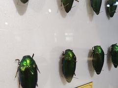 -上海昆虫博物馆