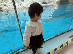 -帝企鹅自助餐厅•儿童岛•真企鹅(长隆企鹅酒店)