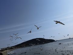 -烟墩角天鹅湖