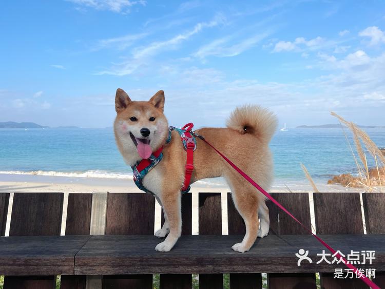 旷野之犬图片