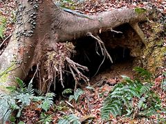 -上海佘山国家森林公园天马山园