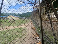 -横道河子东北虎林园