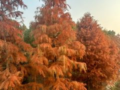 -上海海湾国家森林公园