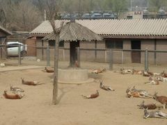 -石家庄市动物园