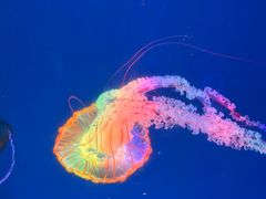 -海合安成都极地海洋公园