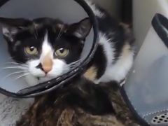 -御宝贝·A梦猫科宠物医院(国际猫友好医院)