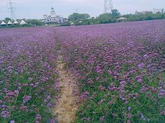 -紫颐香薰山谷景区