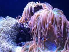 -西雅图水族馆