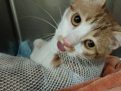 -艾吉宠物医院·疑难杂症转诊中心·猫友好(碧江路院)