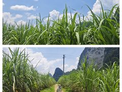 -明仕田园