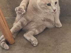 -猫咖时代(中山亭店)