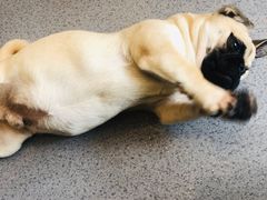 -喜柴咖啡·柴犬狗咖