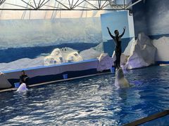 -秦皇岛乐岛海洋王国