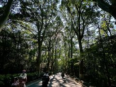 -紫金山山顶公园