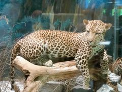 -陕西自然博物馆