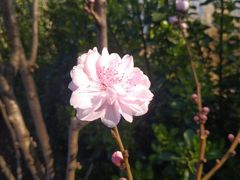 景点-什刹海