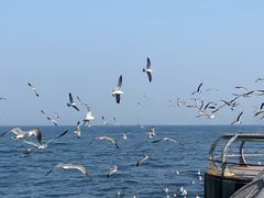 -星海湾跨海大桥