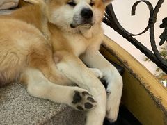 -喜柴咖啡·柴犬狗咖