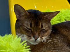 -和它·交个朋友·狗咖猫咖(爱琴海店)