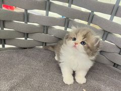 -lincat·猫舍(广州店)