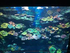 -暹罗海洋世界