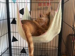 -Cappucimeow猫咪咖啡馆(韦伯时代店)