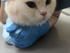 -爱佳宠物中心医院24H·CT·骨外科·猫专科(瑶海万达店)
