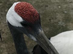 -盐城丹顶鹤湿地生态旅游区