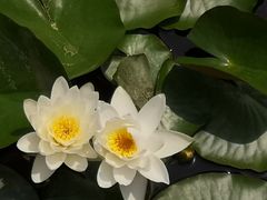 -武清南湖绿博园