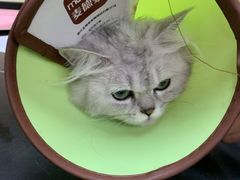 -安安宠医宠物医院·异宠·犬猫内科(岳阳分院)