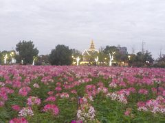 -荷兰花海