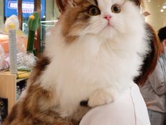 -momokira米努特·德文卷毛猫·棉花面纱犬