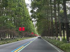 -黄海国家森林公园